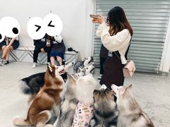 -星多哈·狗咖·拼豆·咖啡