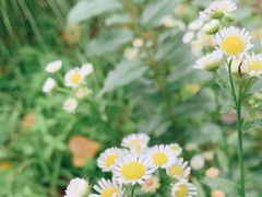 -合肥滨湖国家森林公园