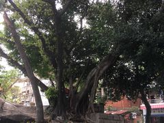 -厦门歌舞剧院
