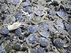 -聚盛源蒸汽海鲜火锅烤肉自助(巨川金海岸购物广场店)