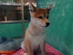 -龟与熊猫宠物公园(南坪店)