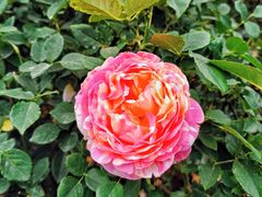 -人民公园(罗湖区)