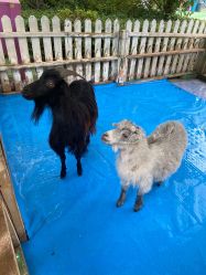 -萌宠亲子动物乐园(槐房万达店)