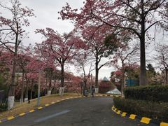 -东部华侨城