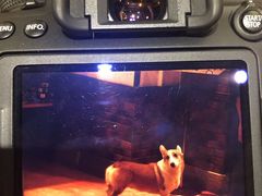 -more than meow吴止猫主题餐厅(承德 中船汇店)