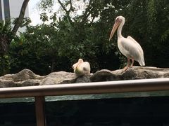 -新加坡飞禽公园