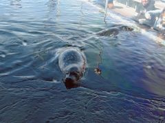 -西雅图水族馆