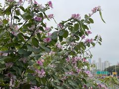 -深圳美澳口腔·种植修复中心