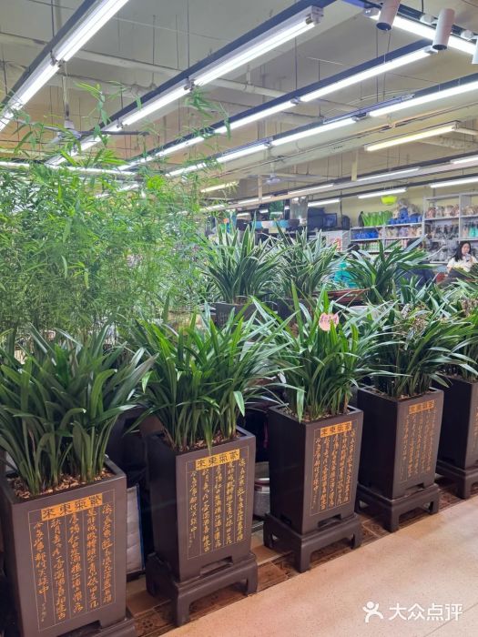 长春青怡坊鲜花批发(青怡坊花鸟市场店)图片
