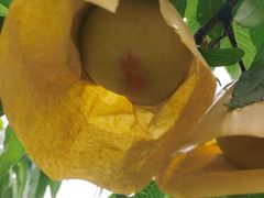 -老袁家蜜桃农场·阳山水蜜桃