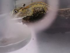 -酷以爬仙阁实体爬宠店·守宫·蜥蜴·专业繁育