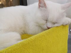 -糯米喵星人·撸猫猫舍咖啡馆(西市场嘉华店)