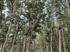 -森林公园(尖草坪区)