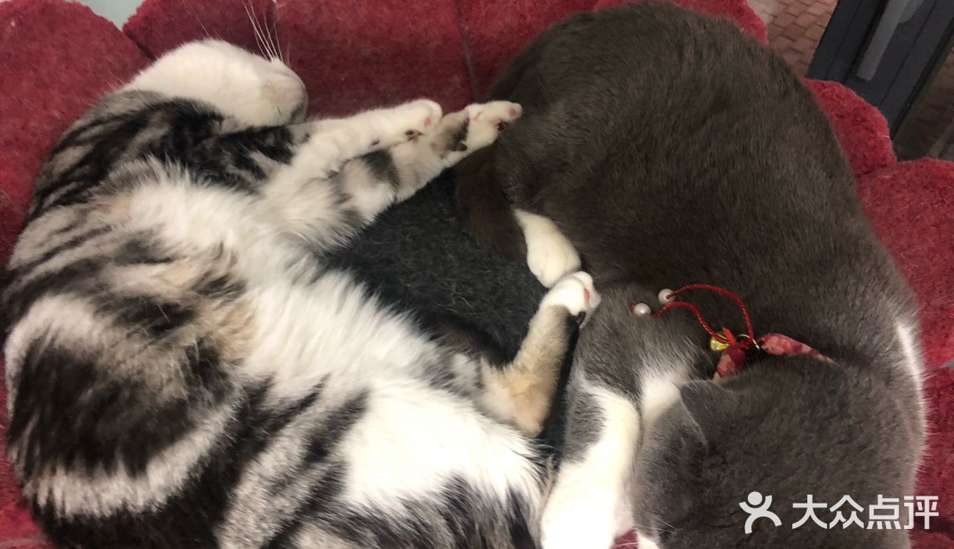 猫猫比以前更多了，鸡块还是老味道