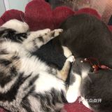 猫猫比以前更多了，鸡块还是老味道