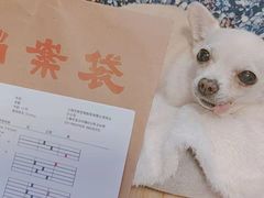 -瑞派天使宠物医院·神经外科·骨科·核磁(洛川中路店)