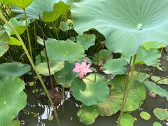 -苏州香山国际大酒店