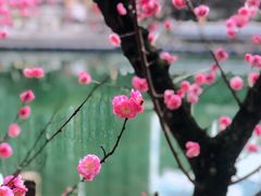 -望江楼公园