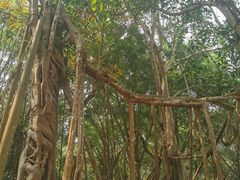 -中国科学院西双版纳热带植物园