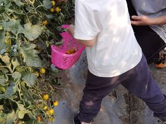 -菊园百果园