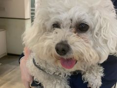 -帕帕拉兹宠物(亚洲旗舰店)