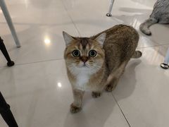 -平行世界·猫咖(首经贸店)