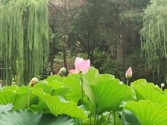 -莲湖公园