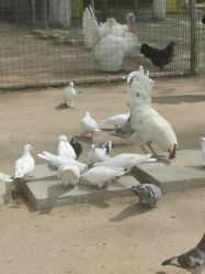 -上美四季动物农场