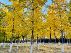 -永定河休闲森林公园