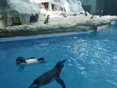 -帝企鹅自助餐厅•儿童岛•真企鹅(长隆企鹅酒店)