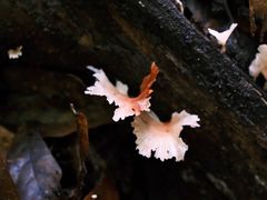 -西双版纳原始森林公园