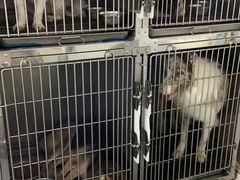 -喵汪萌宠屋旗舰店.洗澡美容.猫狗基地