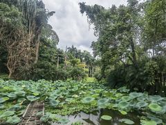 -中国科学院西双版纳热带植物园
