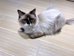 -momokira米努特·德文卷毛猫·棉花面纱犬