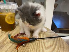 -楼上猫咖(罗湖店)