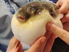 -肆月河豚·淮扬菜·湘菜(华天店)