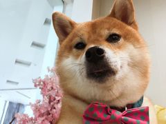-柴迷FANS CLUB·柴犬狗咖·猫咖