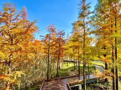 -昆山城市生态森林公园