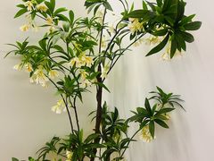 -小隐·采耳头疗spa(环宇城店)