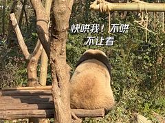 -成都大熊猫繁育研究基地