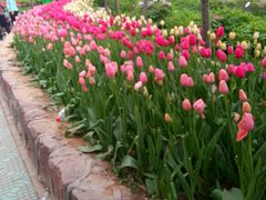 -洛阳郁金香牡丹园