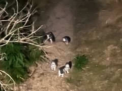 -企鹅岛