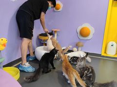 -十年猫舍·猫咪专门店(普陀店)