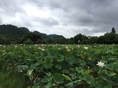-贵阳市花溪国家城市湿地公园