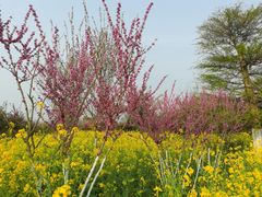 -武汉紫薇都市田园