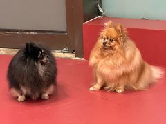 -和它·交个朋友·狗咖猫咖(爱琴海店)