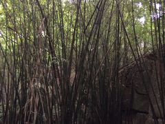 -寻龙山风景旅游区