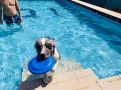 -趣玩宠物乐园寄养训犬训狗游泳池