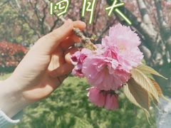 -高东镇樱花园