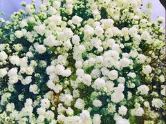 -三圣花乡旅游区